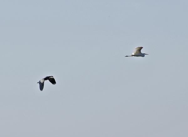 Chase of the Herons