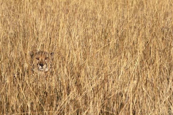 Cheetah on Grass Field