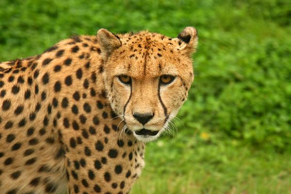 Cheetah