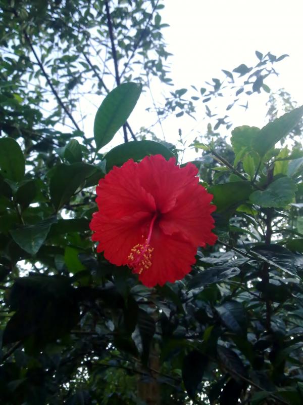 Chembarathi flower (Hibiscus)-1