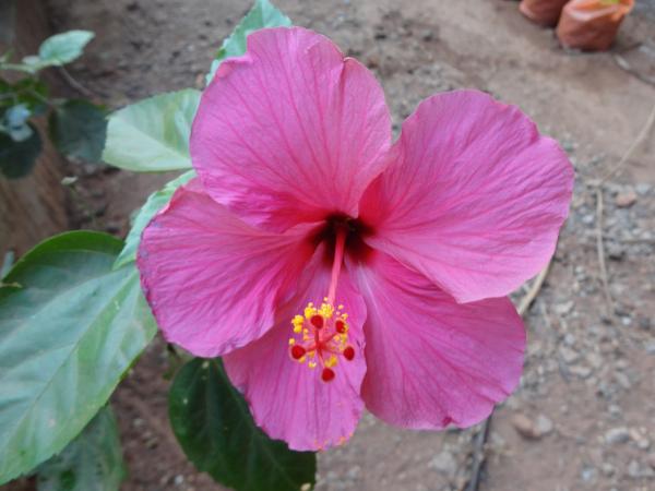 Chembarthi Flower (Hibiscus)