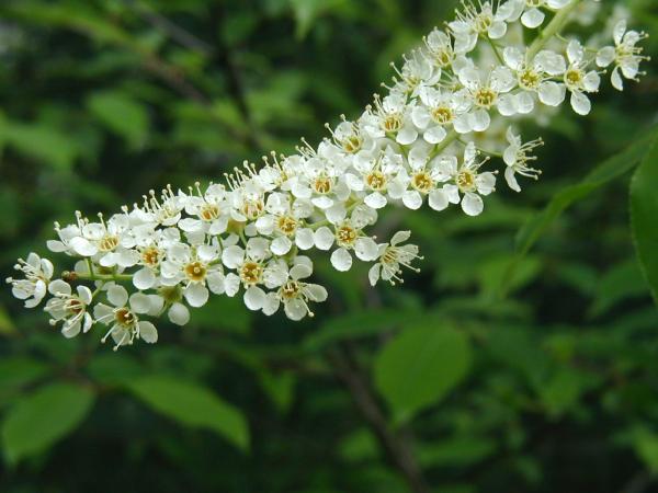 Cherry tree flowers