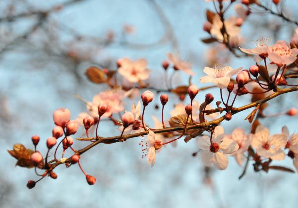 Cherry blossom