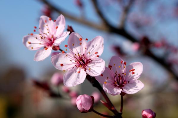 Cherry Blossoms 2