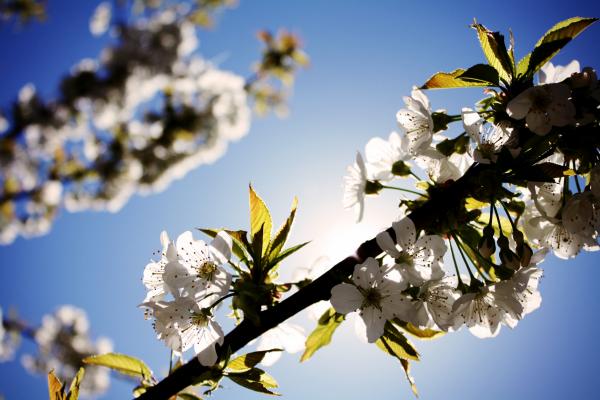Cherry blossoms