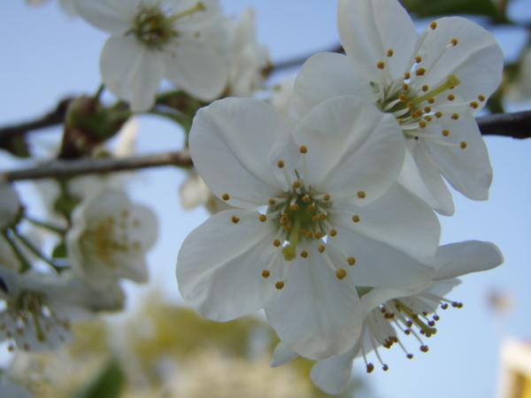 Cherry tree flowers