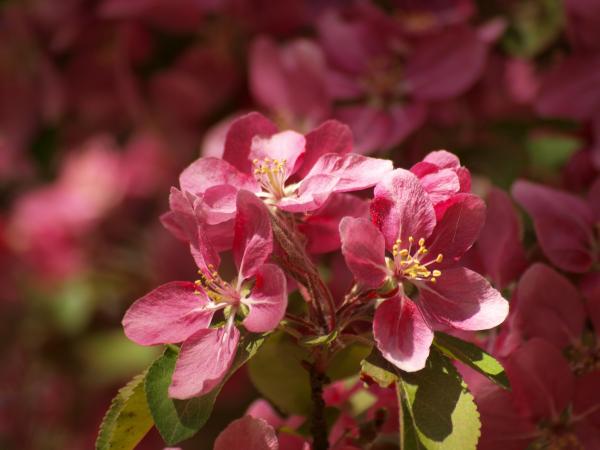 Cherry tree flowers