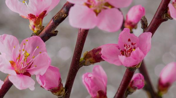Cherry tree flowers