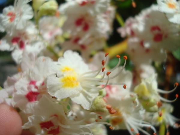 Chestnut blossom