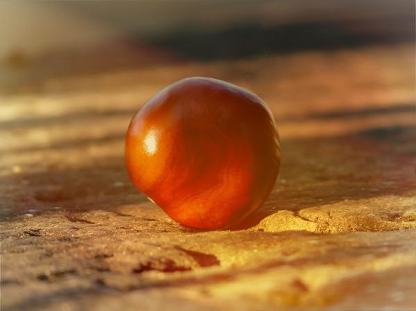 Chestnut