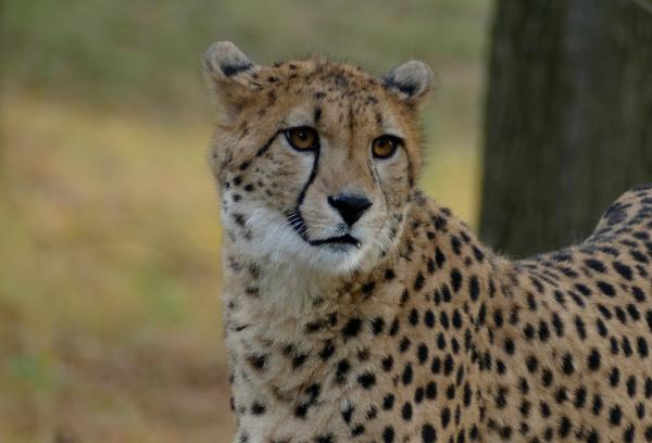 Chetha -beekse bergen