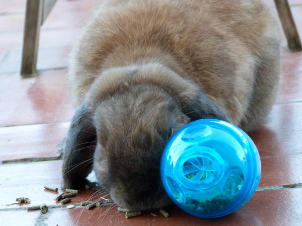 Chewy and the treat ball