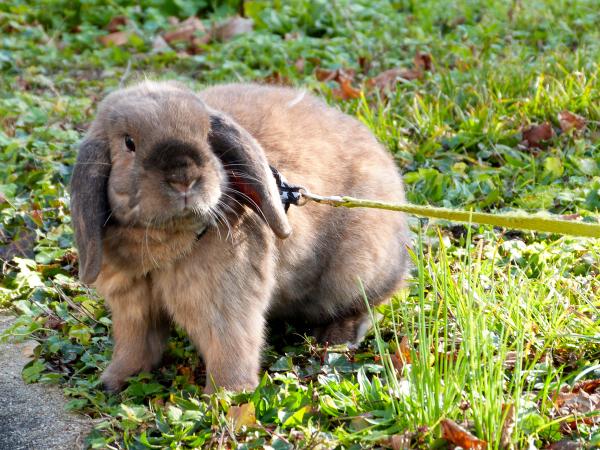 Chewy in the garden