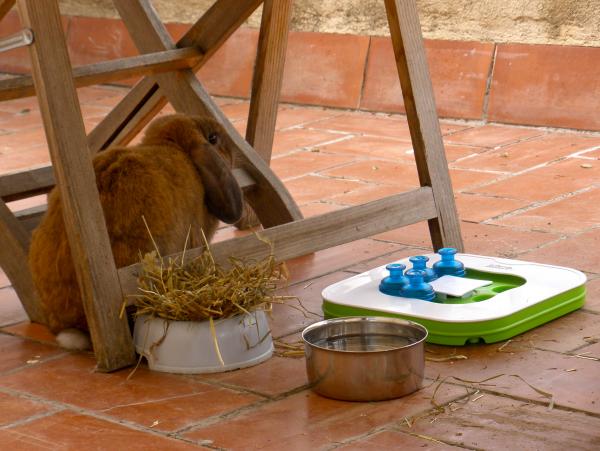 Chewy's little outdoor area