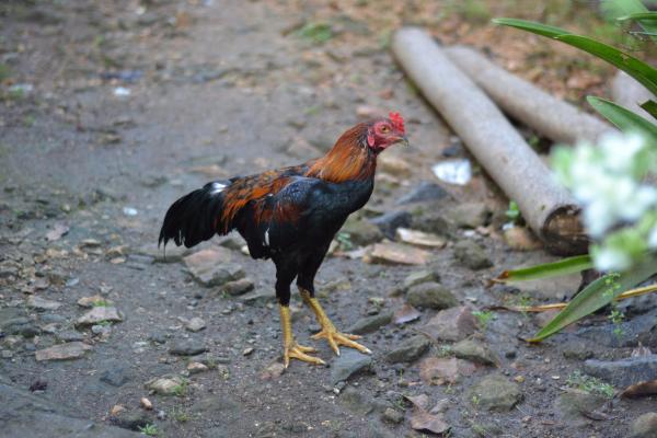 Chicken in the field