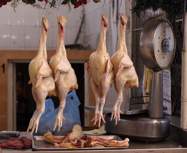 Chickens at market
