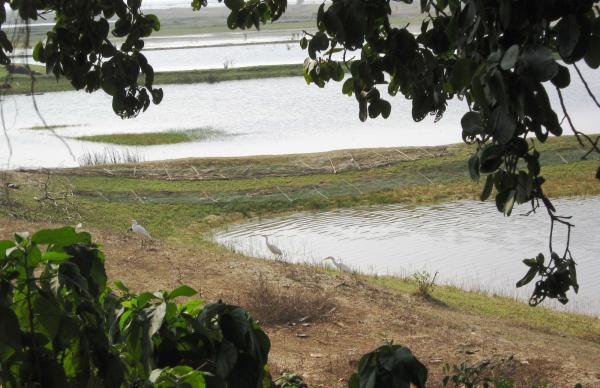 Chilika Bird Sanctuary in Orissa