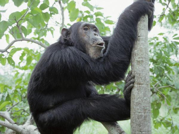 Chimp climbing