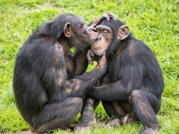 Chimp Couple