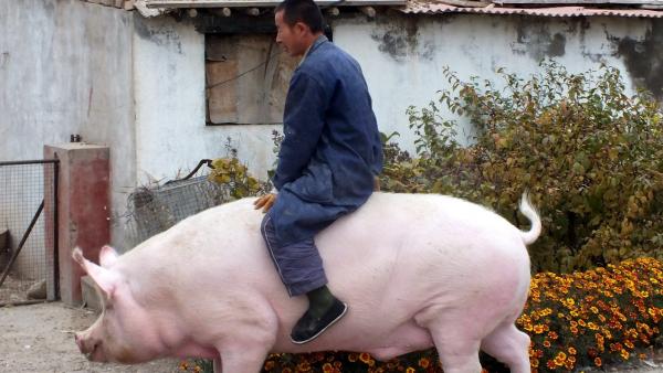 Pigs