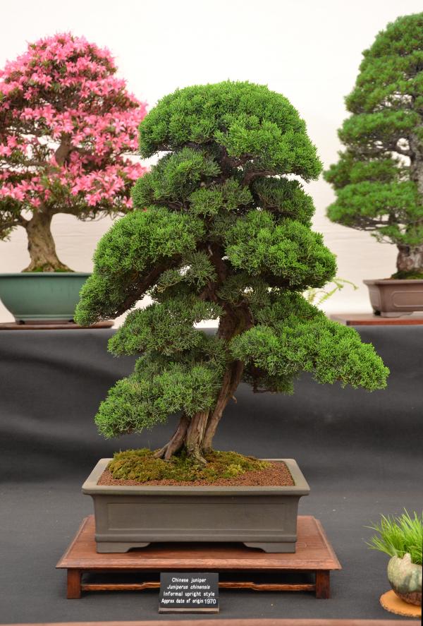 Chinese juniper bonsai