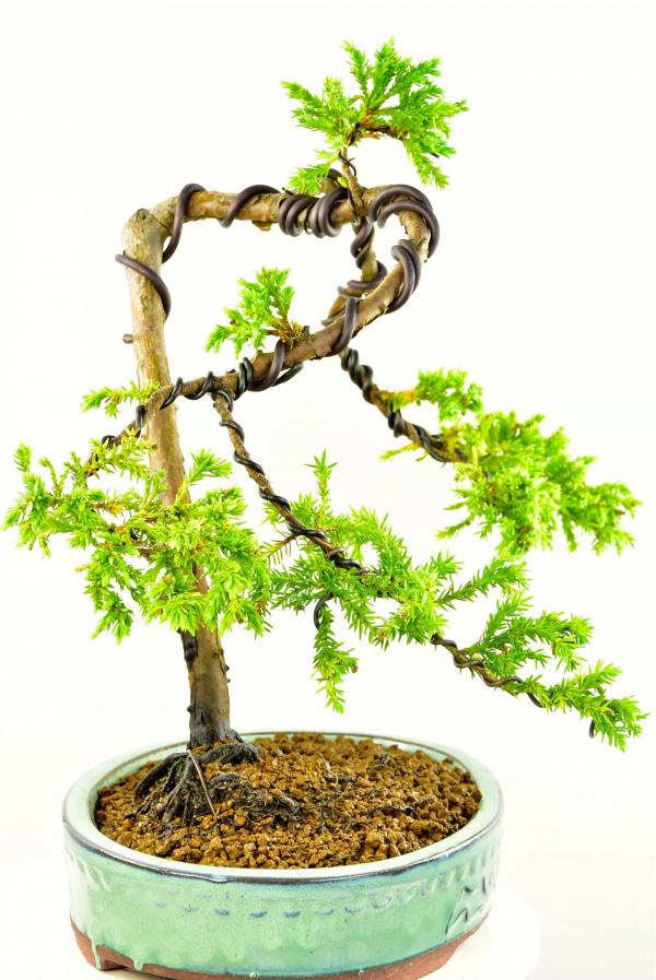 Juniper bonsai tree