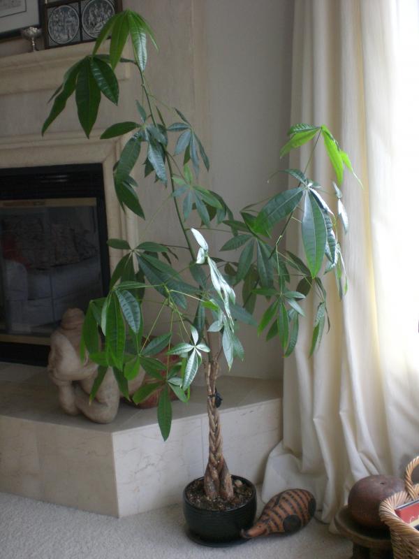 Chinese money tree