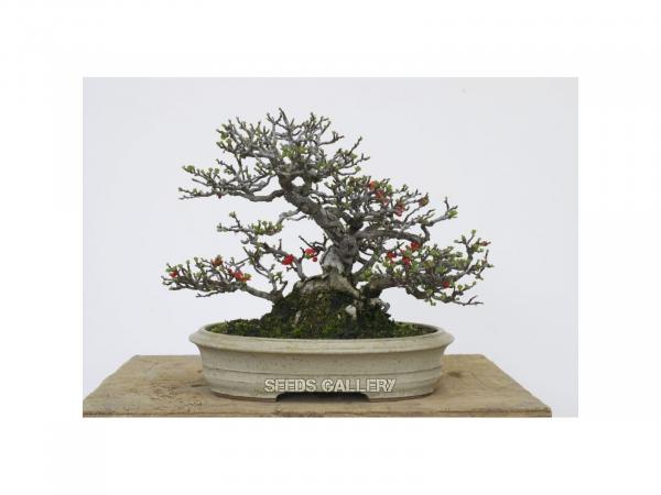 Quince bonsai tree