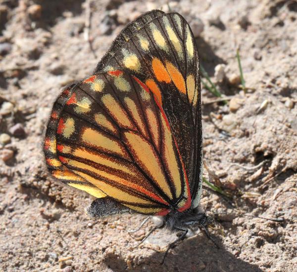 CHIRICAHUA WHITE (Neophasia terlooii) (11-1-11) female, sawmill cyn, huachuca mts, az -10a