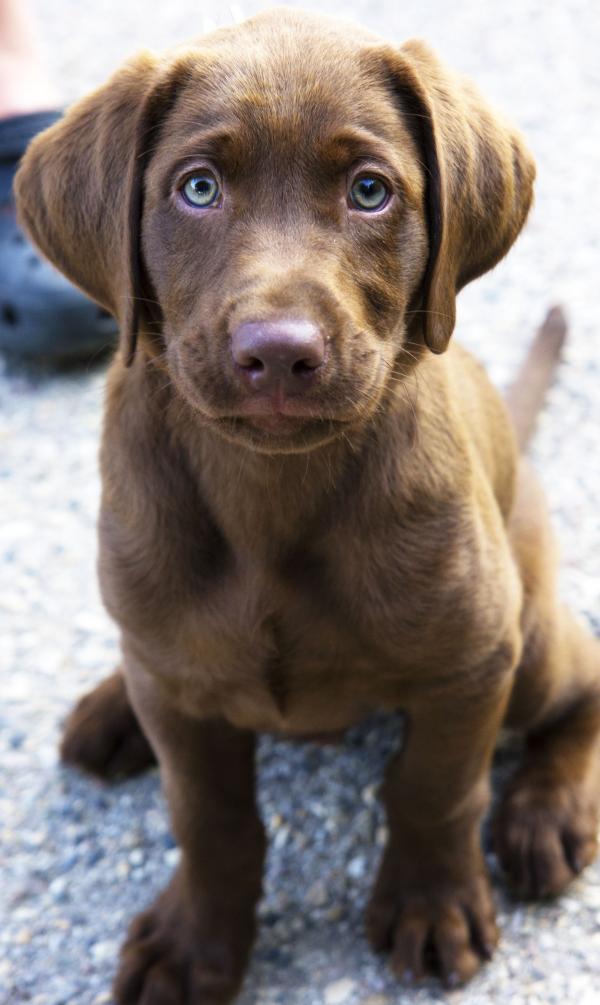 Chocolate Lab