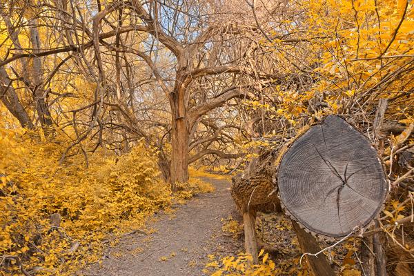 Chopped Wood Trail - Gold Fantasy HDR