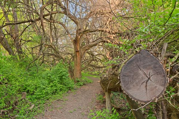 Chopped Wood Trail - HDR
