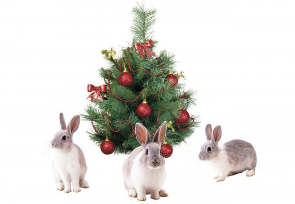 Christmas Bunnies
