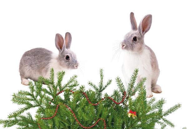 Christmas Bunnies