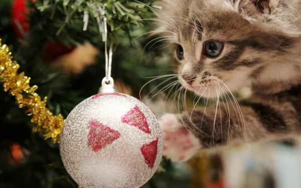 Christmas Cat