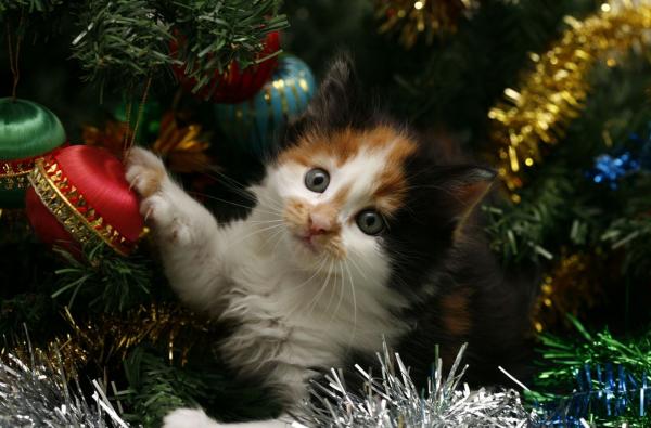 Kitten in Christmas