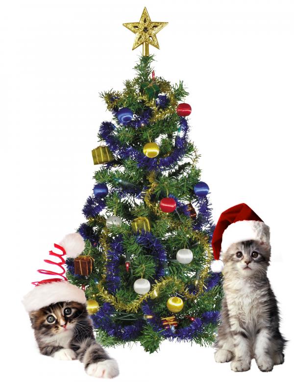 Christmas Cats