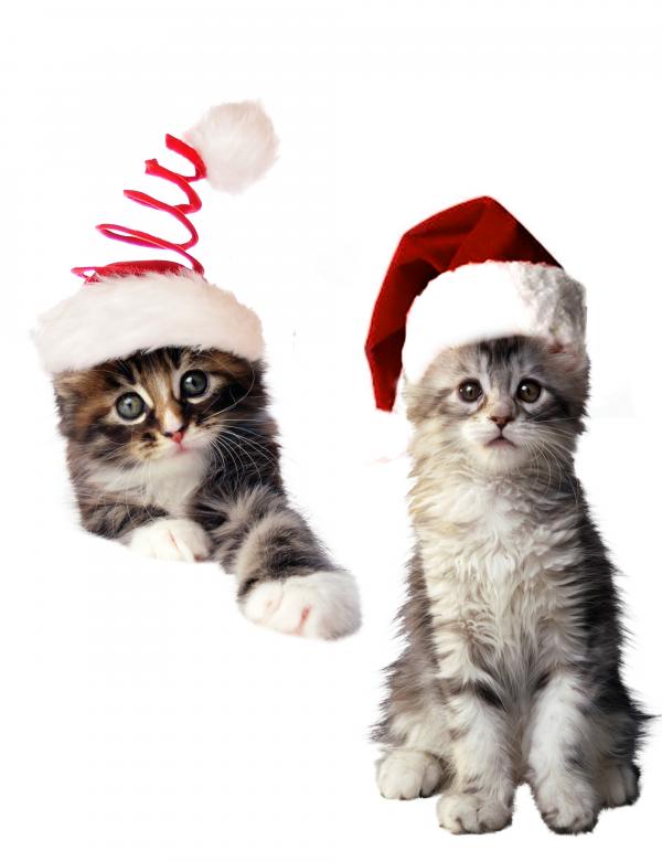 Christmas Cats