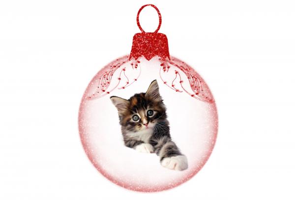 Christmas Kitten