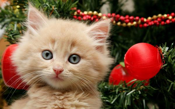 Christmas Kittens