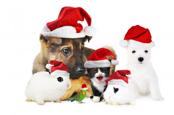 Christmas Pets