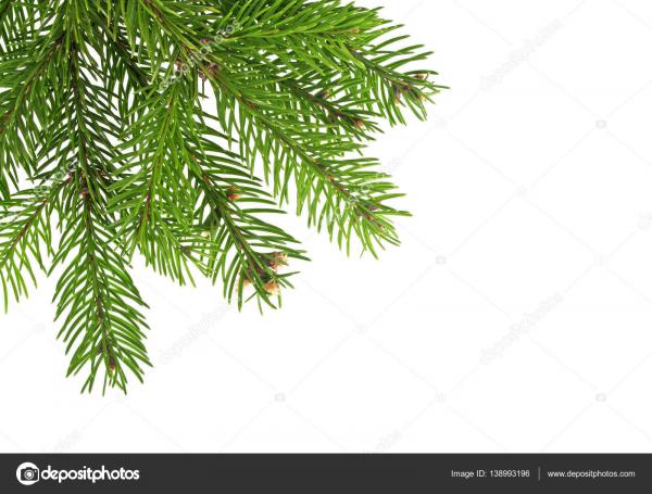 Christmas tree branch