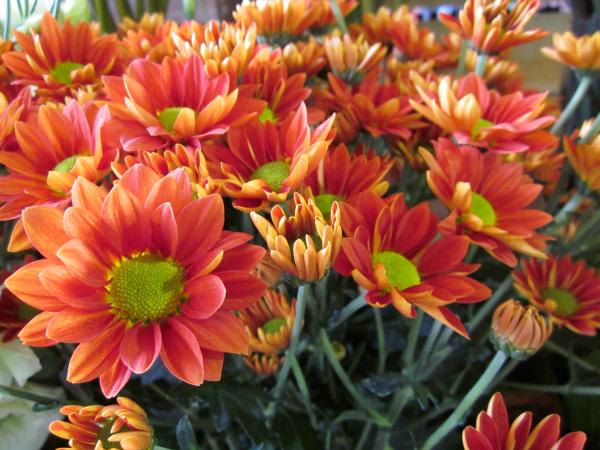 Chrysanthemas on house