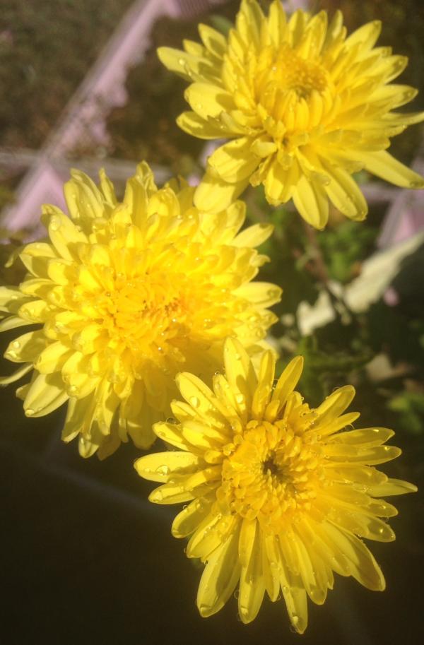 Chrysanthemum cart