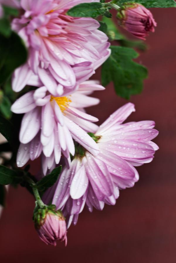 Chrysanthemum flower
