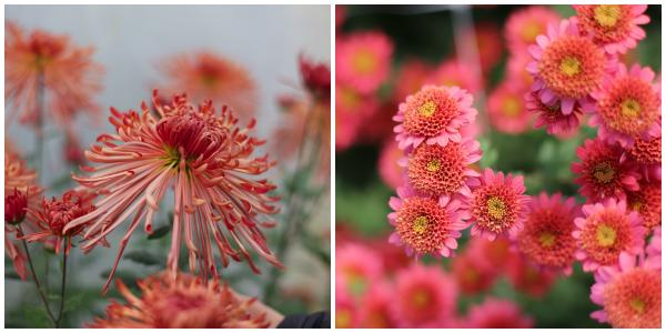 Chrysanthemums