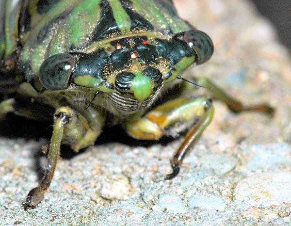 Cicada Closeup