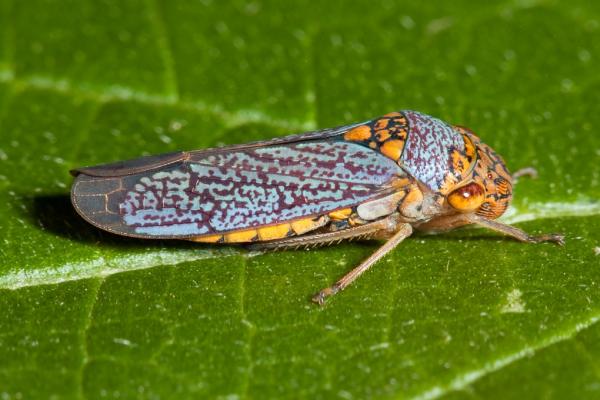 Cicada on the Plant
