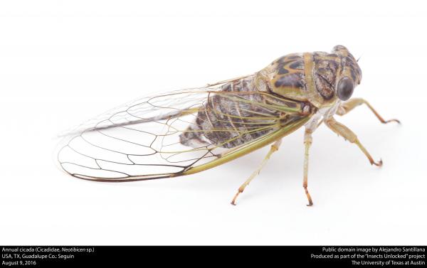 Cicadidae Sp Cicada