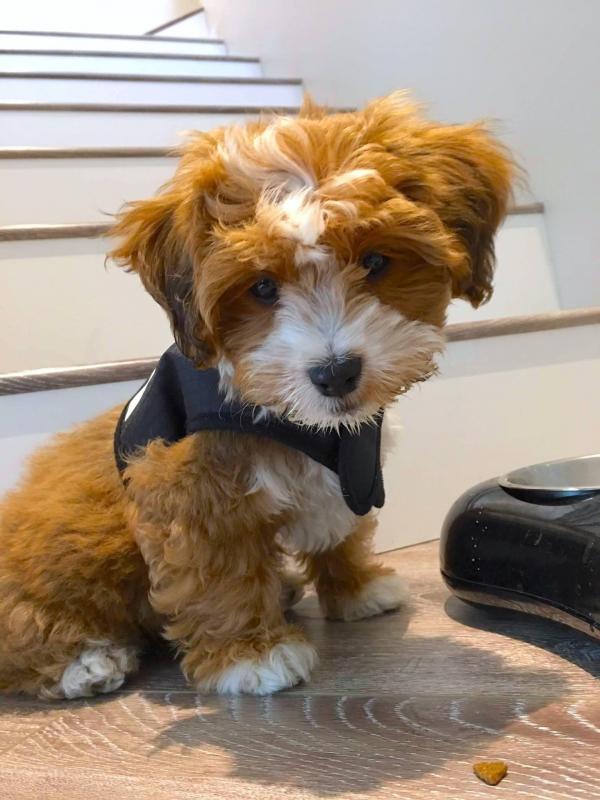 Cinnamon dog